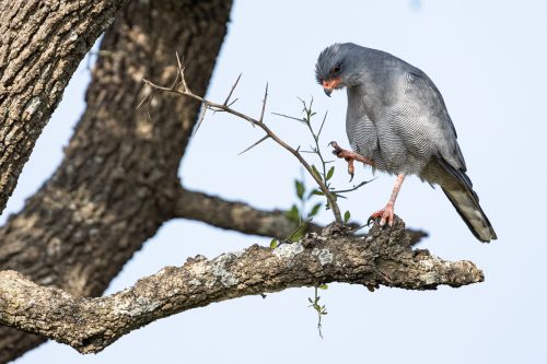 This pair of dark chanting goshawks have found a lovely spot, and they're keeping it, thank you very much