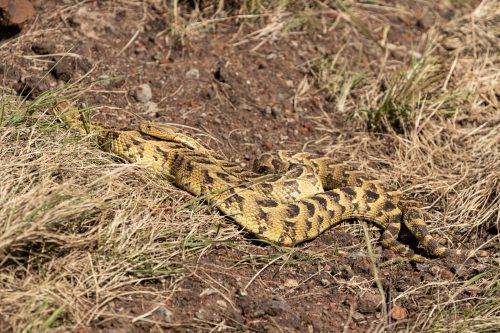 Two puff adders, totally preoccupied with each other 