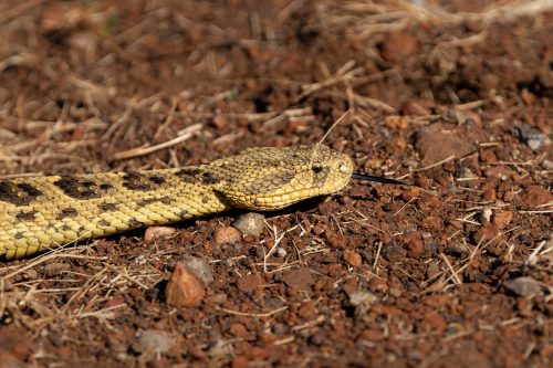 The male puff adder uses his Jacobson’s organ to relocate his date