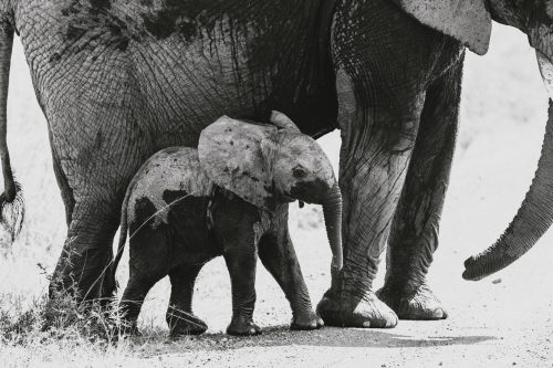 Even though it's one of many, we can't stop looking at this elephant calf - look at his little feet