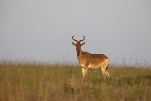 The koks hartebeest finally gets its moment in the spotlight 