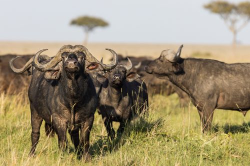 These big herds of buffalo are never alone as they move unendingly across the plains looking for greener pasture 