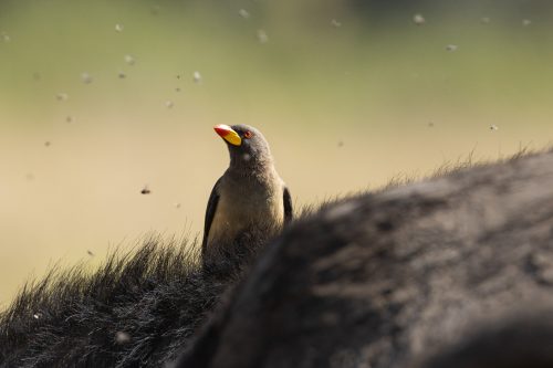 Catching a ride and a meal at the same time, this yellow billed oxpecker has found himself a sweet deal