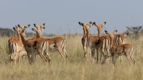 The females look on at the entertainment, but are they impressed?