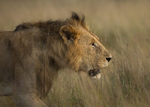 The Bila Shaka Coalition continue to stake claim to most of the Triangle Mara River frontage, north of Serena. However, by splitting up so much they run the risk of being vulnerable to attack