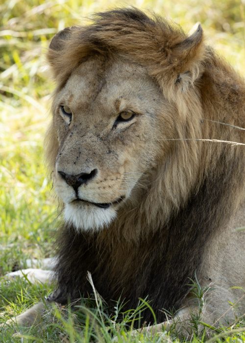 Olalashe is in the midst of a torrid time. He is surrounded by larger, more experienced males, and it will take a lot of work and courage if he is to stay in control of the Owino Pride