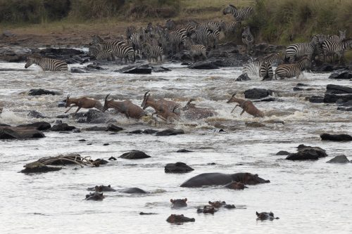 Above: The mad dash across the Mara River is one not all will survive