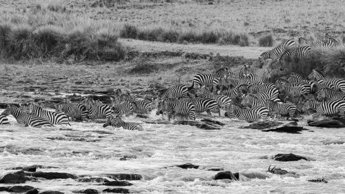 Setting out into what could well be their last crossing