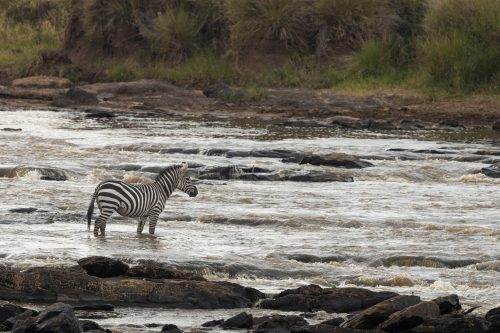 A zebra looks on at the devastation left in its wake