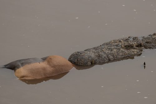 A crocodile with its topi prize 