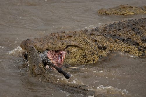 The sheer size of the crocodiles is impressive in itself