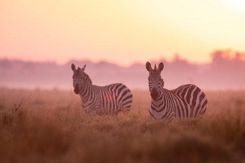 Zebras bathed in early morning light