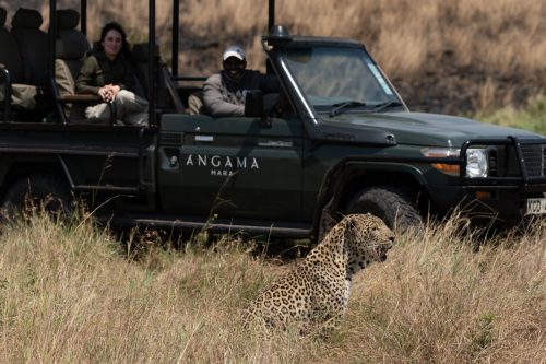 The Shepherd Tree Male pays the safari vehicle no mind as he goes about his day