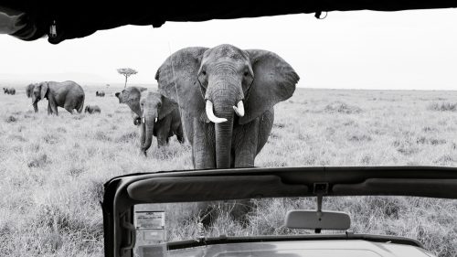 A curious elephant comes to see what all the fuss is about