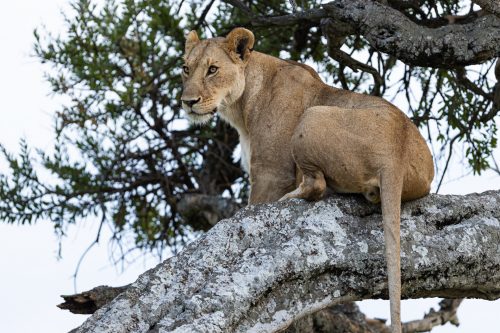 A lion's size and weight makes it quite a feat to climb trees