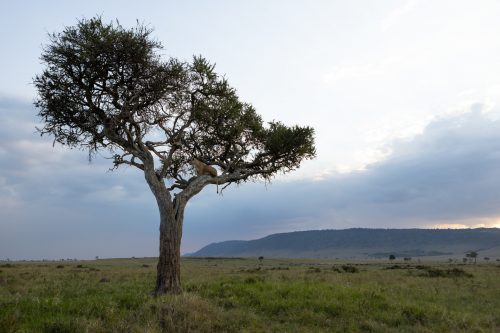 'Tree-climbing-lions' is not often seen elsewhere