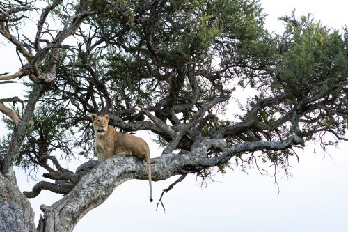 An Angama Pride lioness enjoying her new perspective