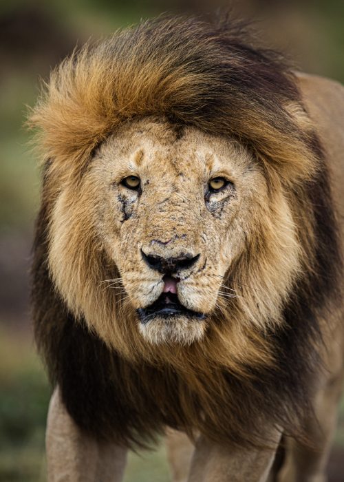 This male lion, Slit Lip, has all the makings of becoming the next ‘Scarface’ of the Maasai Mara