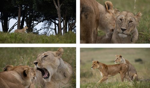 The Angama Pride lionesses seem to be centralising their movements around a heavily forest drainage line. One of the lionesses has enlarged teats. Could it be that buried deep inside the forest is a den site? We wait with anticipation…