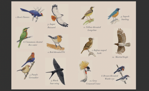 The Delightful Dozen as seen in our beloved 'Early-Birds' booklet 