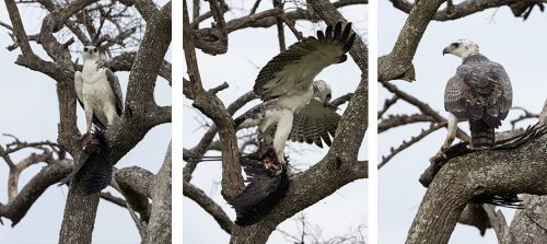 A martial eagle with its victim