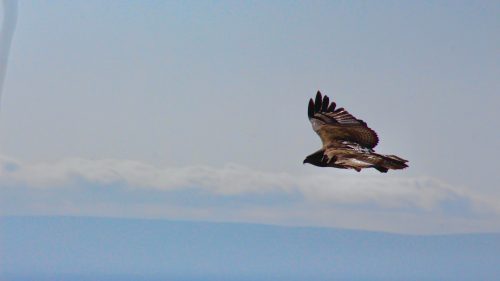 You will often be in the company of eagles and other big birds on the escarpment as they soar at eye level