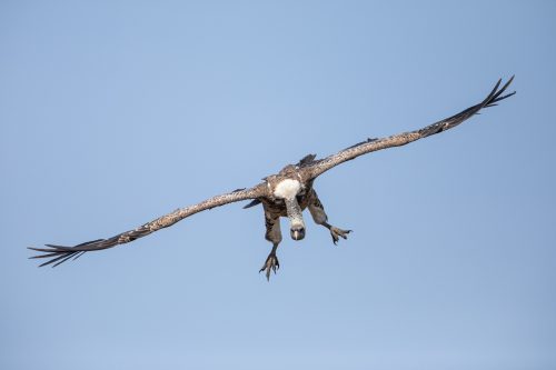 A Ruppell’s griffon vulture comes in to land