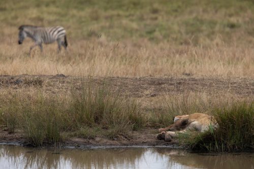 The lead lioness from the Egyptian Pride takes a little rest after the start of a busy Migration season 