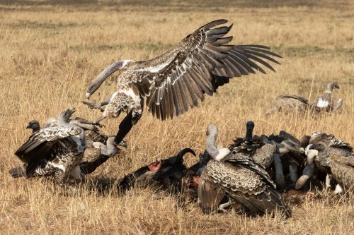 Vultures fight over the scraps of a wildebeest carcass 