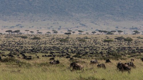 The wildebeest become part of the landscape as they sweep through 