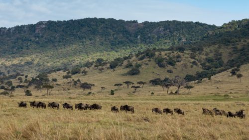 Columns of gnus march in from Tanzania 