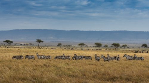 The colours of the Mara are a beautiful contrast to the black and white of the zebra