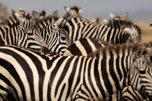 It's stripes and more stripes in the Mara these days 