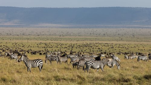 The amount of zebra in the Triangle is incredible, some would even say dazzling
