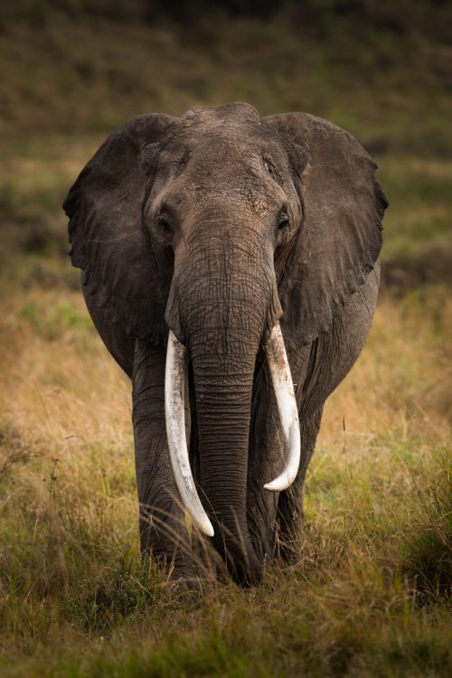 Introducing Milly, the longest tusked matriarch of the Maasai Mara