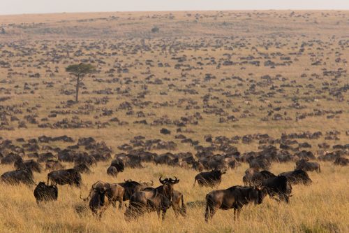 How many wildebeest can you count? 