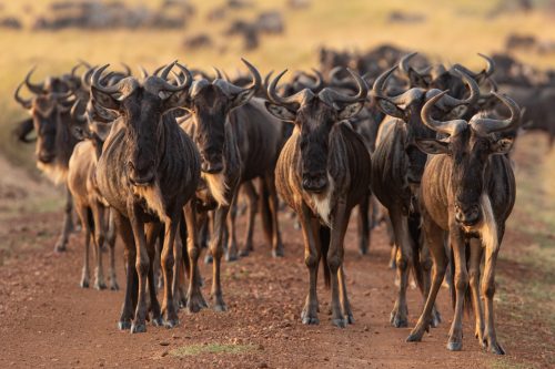 Wildebeest are always amusing creatures to watch, and it seems they think the same about us 
