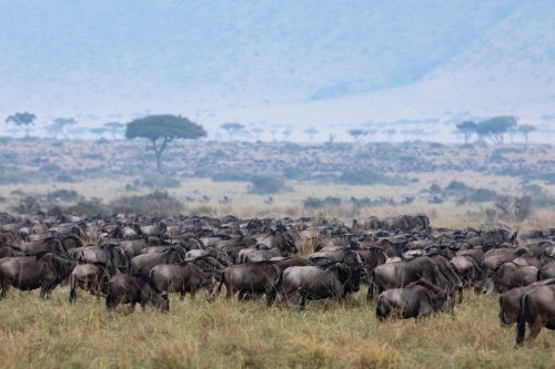 The sheer number of wildebeest in the Triangle is extraordinary 