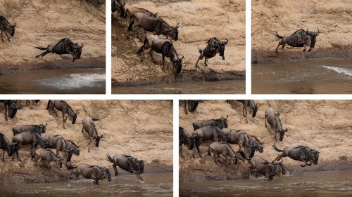 The wildebeest dive into the water like a competitive swimmer launching themselves off the block