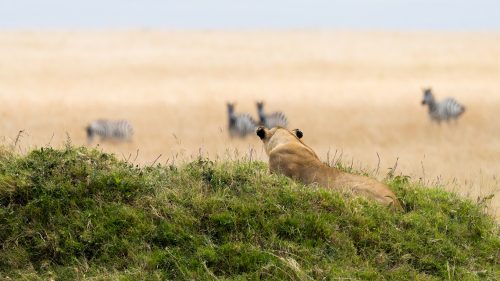 A lioness spying on herd of zebra from her lookout 