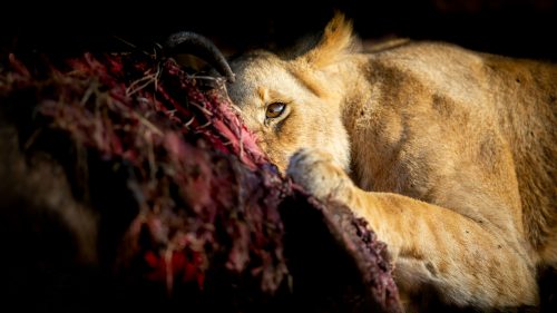 Light and dark: a lioness with her kill