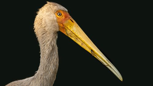 Details of a yellow-billed stork