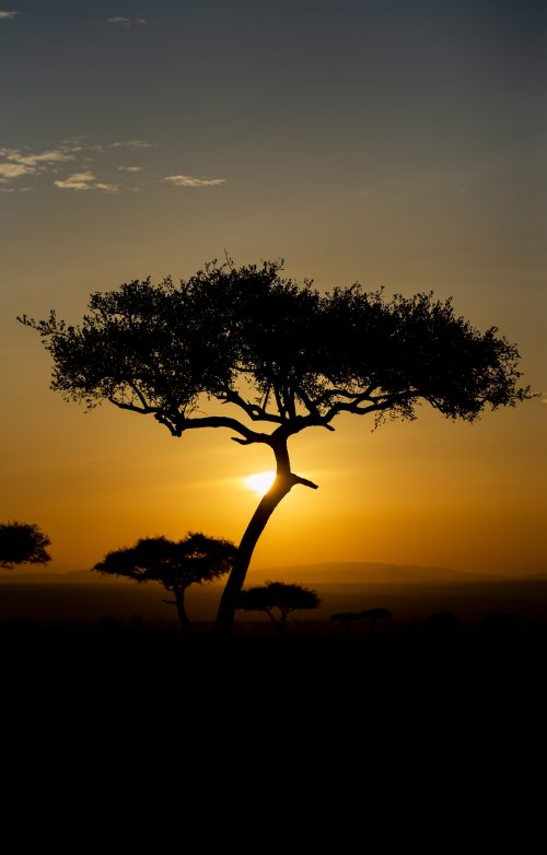 Desert date trees that dot the Mara at early morning