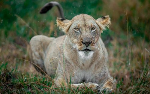 This lioness looks none too pleased