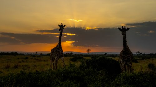 Giraffes silhouetted by the golden sunrise 