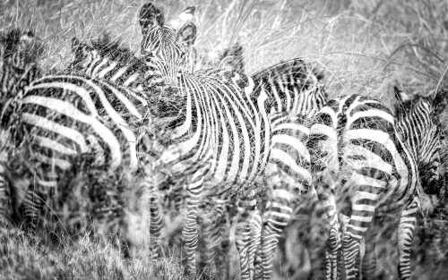 Lines on lines –– the tall grasses obscure this zebra herd