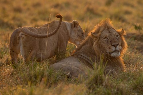 A yet to be identified male seen mating with an Owino lioness