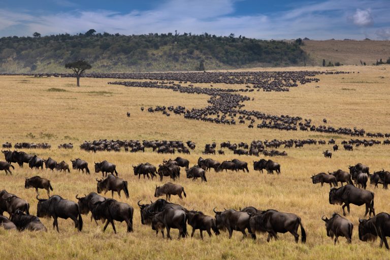 Great migration herds in Maasai Mara Kenya