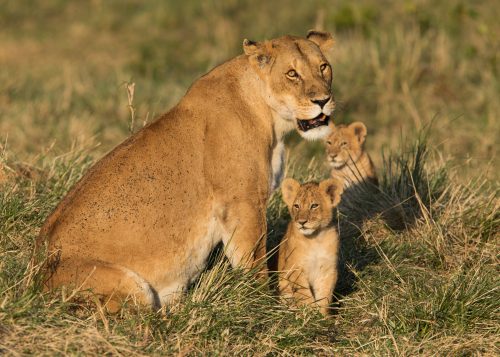 A lioness from the Serengeti came across with her four cubs
