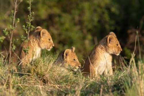 Three of the four delightful new cubs in the Mara